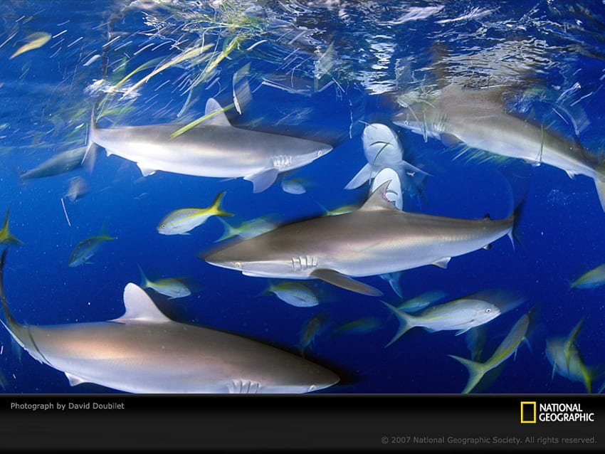 Shark Frenzy, animals, sharks, great white, water, ocean, HD wallpaper