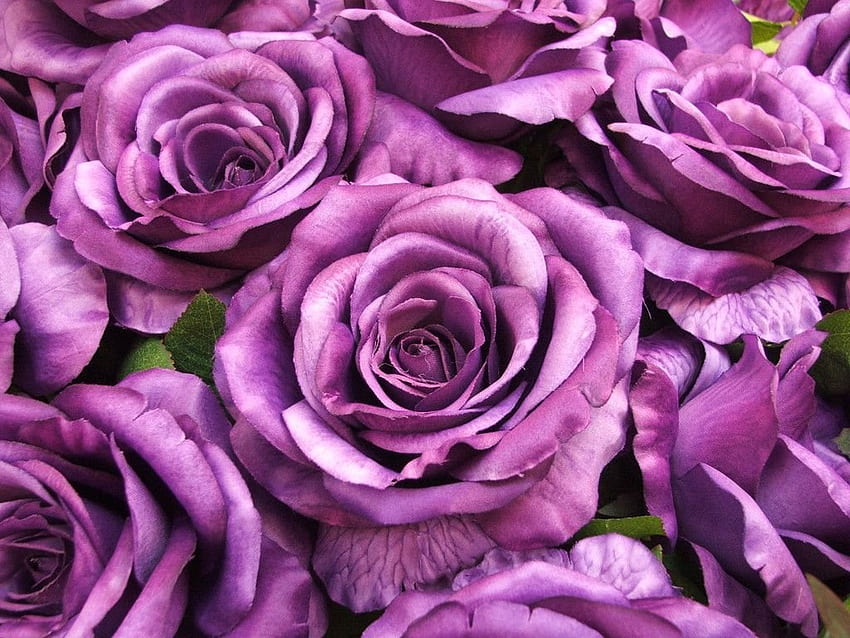 Purple roses, softness, purple, roses, petals, flowers, beauty, HD wallpaper