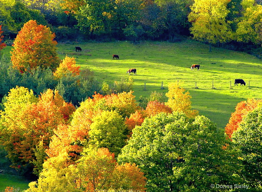 Country autumn, colors, gold, country, orange, leaves, cows, green, autumn, pasture, HD wallpaper