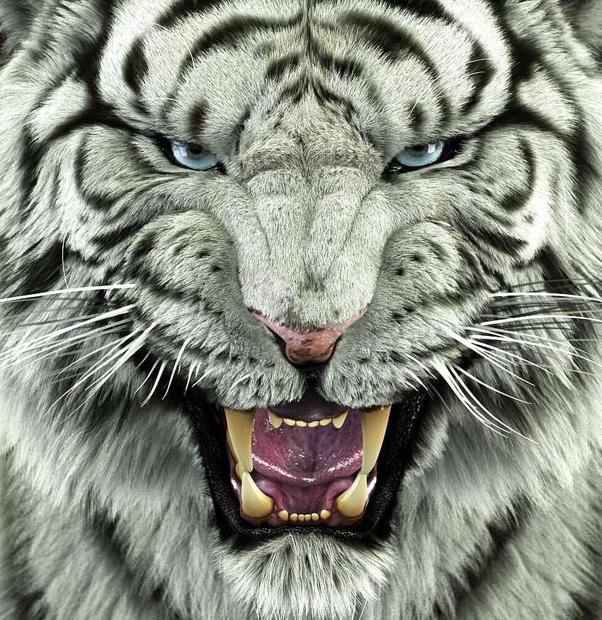 Animals, Predator, Big Cat, Tiger, Bengal Tiger, HD phone wallpaper
